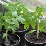 Pokyny krok za krokem pro pěstování rajčete Golden Nugget a jeho výhody