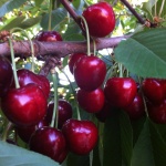 Sweet cherry Gift to Eagle – popis odrůdy, fotografie, recenze od zahradníků