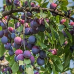 Odolná vůči mrazu, suchu a chorobám – odrůda švestek Ráno