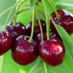 Odrůda třešně Velkorysá, popis, charakteristika a recenze, pěstitelské vlastnosti