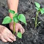 Nejlepší semena papriky pro střední Rusko: rané odrůdy, pro otevřenou, chráněnou půdu, předpěstování, kdy a jak zasadit
