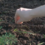 Petržel Mooskrause 2: jak tato kadeřavá zelenina vypadá na fotografii, jaká jsou pravidla pro její pěstování
