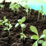 Как выращивать из семян?