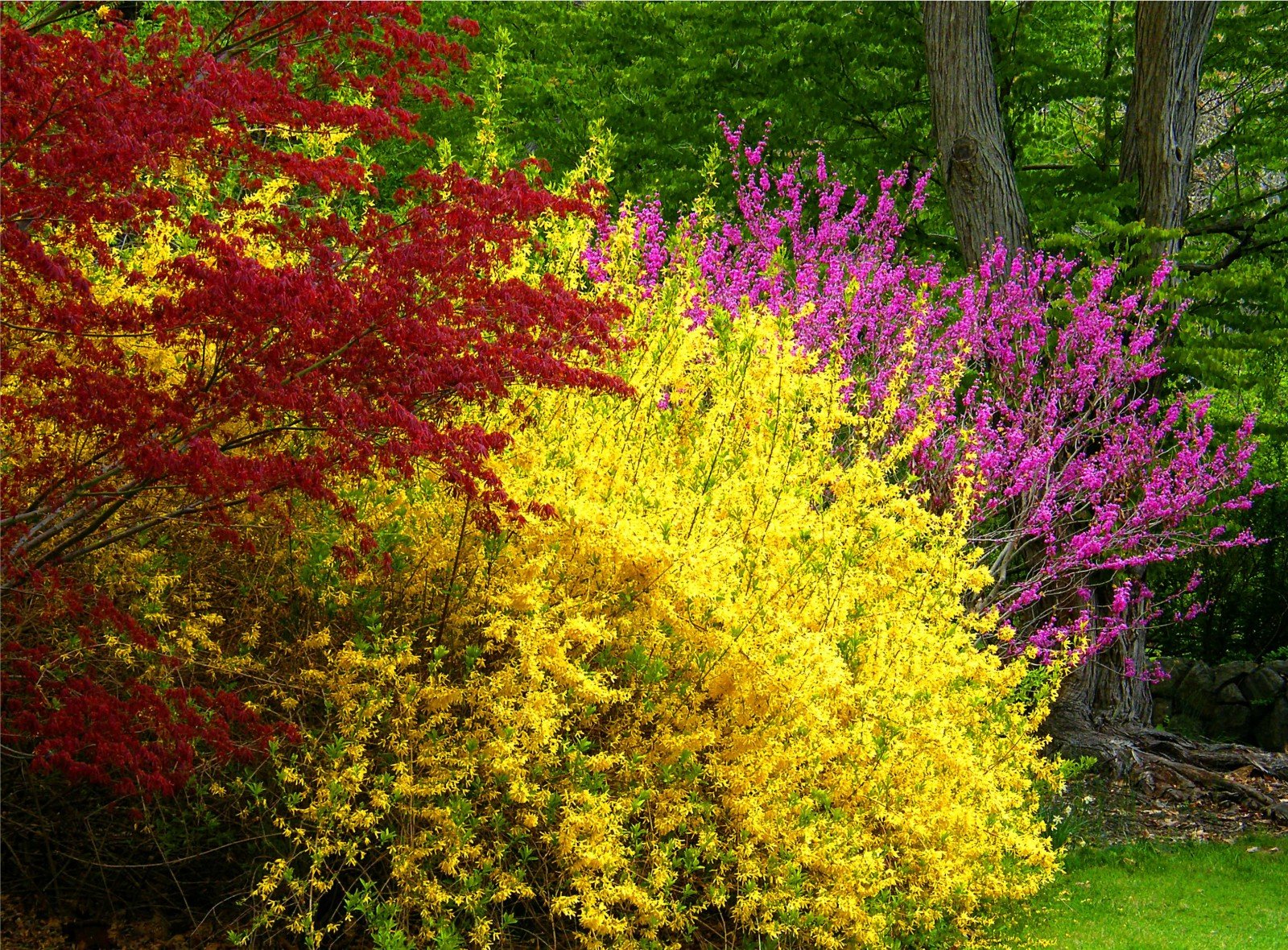 Кусты с разноцветной листвой