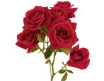 Бордовые розы: особенности, сорта и использование в ландшафтном дизайне 