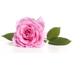 Розовая роза: виды, сорта и выращивание