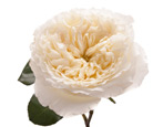 Розы Дэвида Остина: плюсы, минусы и популярные сорта