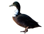 Башкирская утка: описание породы и выращивание