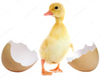 Тонкости инкубации утиных яиц