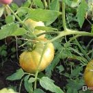 Отзыв про Томат Алтайский красный