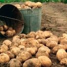 Отзыв про Картофель Аризона от Елена