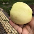 Отзыв про Яблоня Белый налив (Папировка)