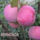 Отзыв про Яблоня Брянское