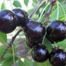 Отзыв про Вишня Черная крупная
