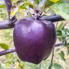 Отзыв про Яблоня Черный Бриллиант