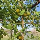Отзыв про Томат Черри краски