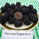 Отзыв про Ежевика Честер Торнлесс