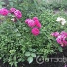 Отзыв про Роза Эбб Тайд