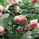 Отзыв про Роза Эден Роуз