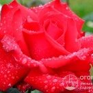 Отзыв про Роза Гранд Аморе