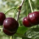 Отзыв про Вишня Харитоновская