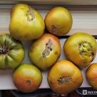 Отзыв про Томат Малахитовая шкатулка