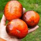 Отзыв про Томат Мечта Алисы