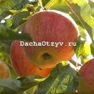 Отзыв про Яблоня Орлинка