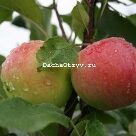 Отзыв про Яблоня Память воину
