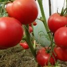 Отзыв про Томат Подарок Женщине