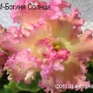 Отзыв про Сенполия (комнатная фиалка) РМ-Богиня Солнца