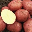 Отзыв про Картофель Родрига от Инна