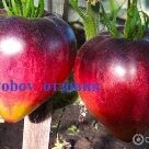 Отзыв про Томат Сержант Пеппер