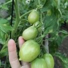 Отзыв про Томат Сызранская пипочка от Ирина