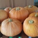 Отзыв про Тыква Улыбка