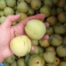 Отзыв про Яблоня Уральское Наливное