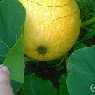 Отзыв про Тыква Витаминная