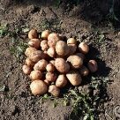 Отзыв про Картофель Жуковский ранний