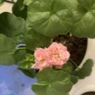 Отзыв про Пеларгония Мисс Розе (Miss Rose)