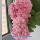 Отзыв про Пеларгония Мисс Розе (Miss Rose)