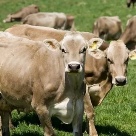 Отзыв про Швицкая порода коров