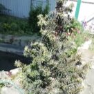 Отзыв про Кипарисовик Топ Поинт