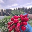 Отзыв про Редис Молния
