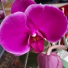 Отзыв про Орхидея Претория