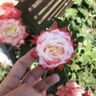 Отзыв про Роза Императрица Фарах