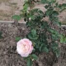 Отзыв про Роза Констанс