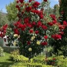 Отзыв про Роза Мессир Дельбар (Грандесса)