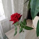 Отзыв про Роза Нина Вейбул