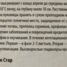 Отзыв про Гладиолус Грин Стар