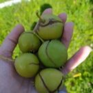Отзыв про Груша Осенняя Сусова (Крупноплодная Сусова)